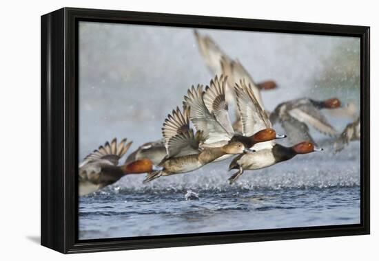 Redhead Duck Flock Flying from Freshwater Pond, Texas, USA-Larry Ditto-Framed Premier Image Canvas