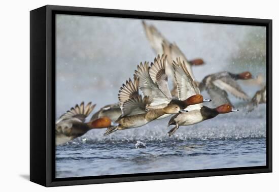 Redhead Duck Flock Flying from Freshwater Pond, Texas, USA-Larry Ditto-Framed Premier Image Canvas