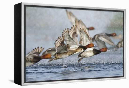 Redhead Duck Flock Flying from Freshwater Pond, Texas, USA-Larry Ditto-Framed Premier Image Canvas