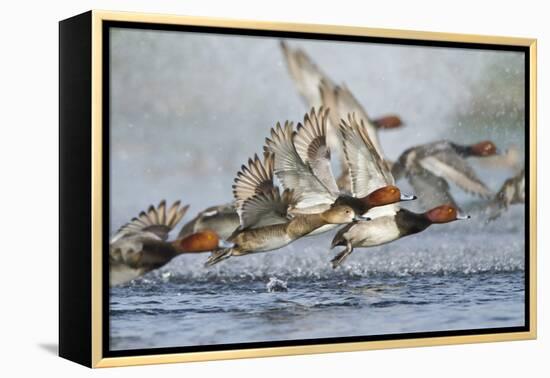 Redhead Duck Flock Flying from Freshwater Pond, Texas, USA-Larry Ditto-Framed Premier Image Canvas