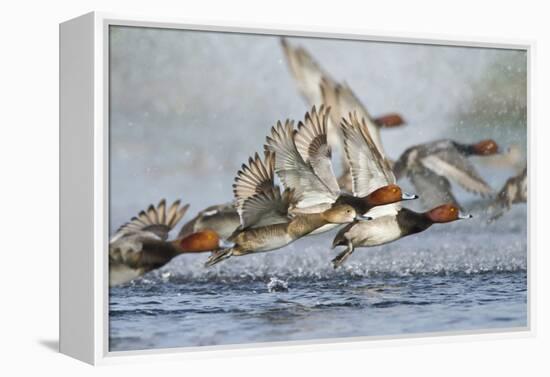 Redhead Duck Flock Flying from Freshwater Pond, Texas, USA-Larry Ditto-Framed Premier Image Canvas