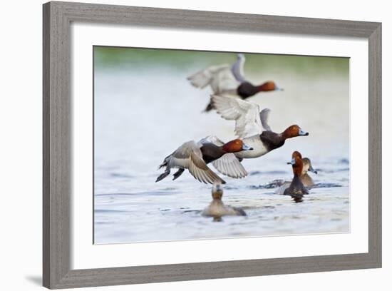 Redhead Duck Flock Flying from Freshwater Pond, Texas, USA-Larry Ditto-Framed Photographic Print