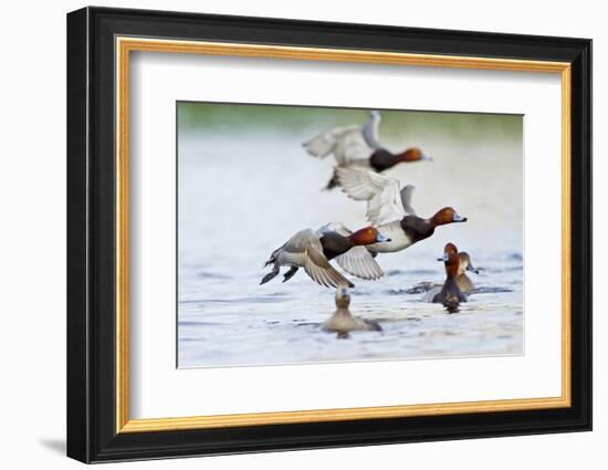 Redhead Duck Flock Flying from Freshwater Pond, Texas, USA-Larry Ditto-Framed Photographic Print