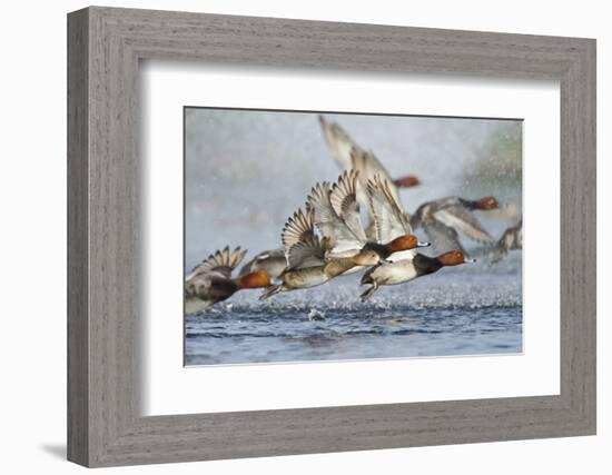 Redhead Duck Flock Flying from Freshwater Pond, Texas, USA-Larry Ditto-Framed Photographic Print