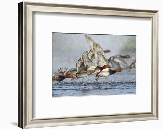 Redhead Duck Flock Flying from Freshwater Pond, Texas, USA-Larry Ditto-Framed Photographic Print