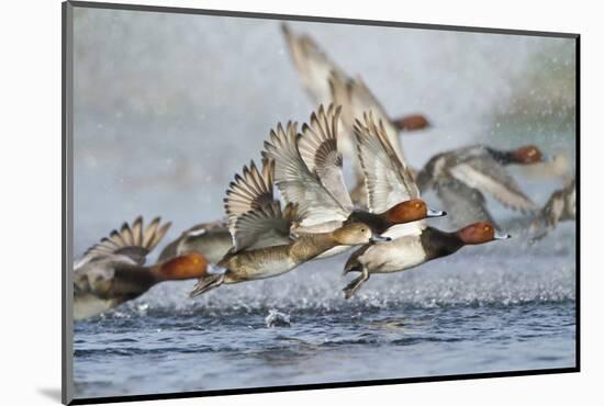 Redhead Duck Flock Flying from Freshwater Pond, Texas, USA-Larry Ditto-Mounted Photographic Print