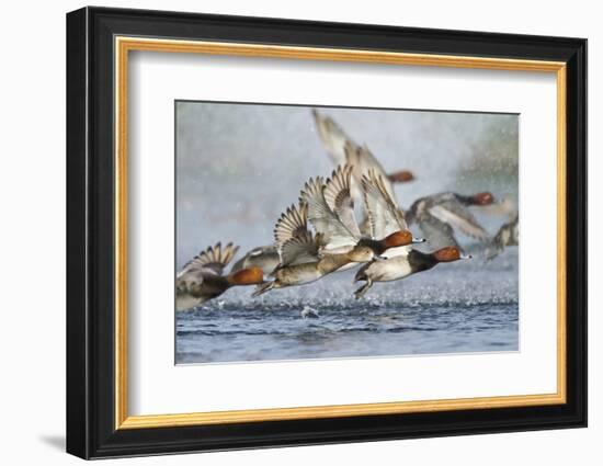 Redhead Duck Flock Flying from Freshwater Pond, Texas, USA-Larry Ditto-Framed Photographic Print