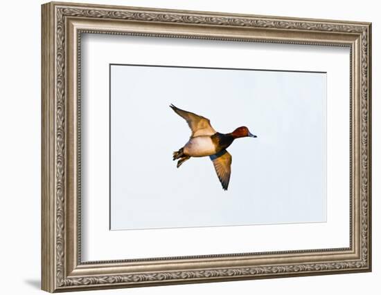 Redhead Duck, Male, Landing at South Padre Island, Texas, Winter-Larry Ditto-Framed Photographic Print