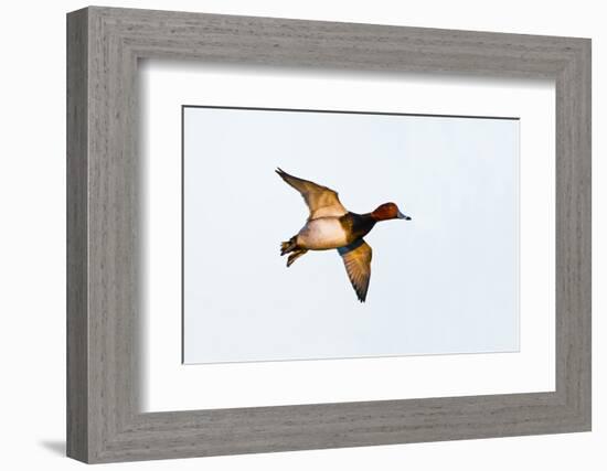 Redhead Duck, Male, Landing at South Padre Island, Texas, Winter-Larry Ditto-Framed Photographic Print