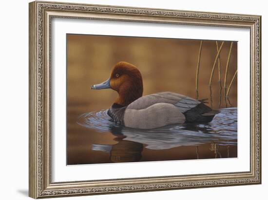Redhead Duck-Jeffrey Hoff-Framed Photographic Print