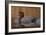 Redhead Duck-Jeffrey Hoff-Framed Photographic Print