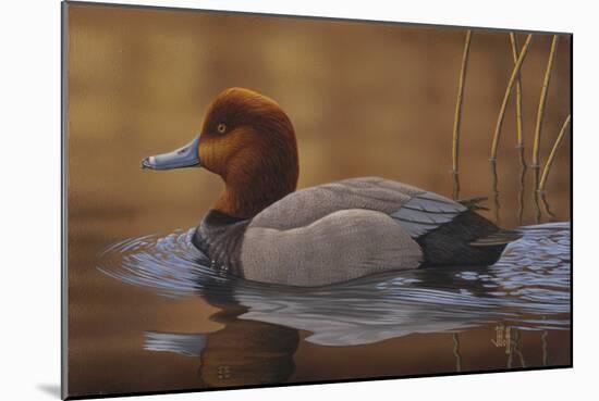 Redhead Duck-Jeffrey Hoff-Mounted Photographic Print