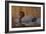 Redhead Duck-Jeffrey Hoff-Framed Photographic Print