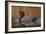 Redhead Duck-Jeffrey Hoff-Framed Photographic Print