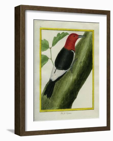 Redheaded Woodpecker-Georges-Louis Buffon-Framed Giclee Print