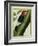 Redheaded Woodpecker-Georges-Louis Buffon-Framed Giclee Print
