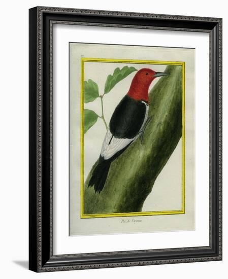 Redheaded Woodpecker-Georges-Louis Buffon-Framed Giclee Print