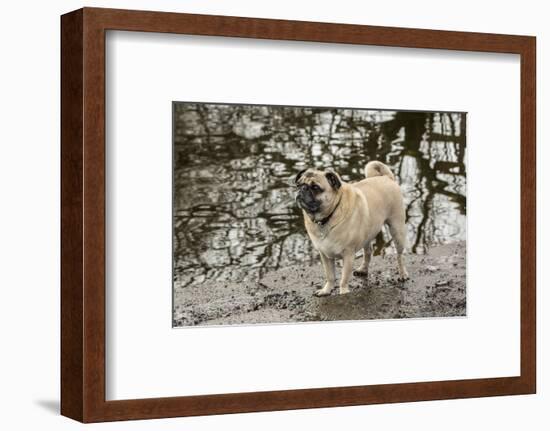 Redmond, WA. Fawn-colored Pug, Buddy, posing by the Sammamish river in Marymoor Park.-Janet Horton-Framed Photographic Print