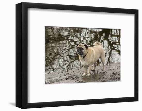 Redmond, WA. Fawn-colored Pug, Buddy, posing by the Sammamish river in Marymoor Park.-Janet Horton-Framed Photographic Print