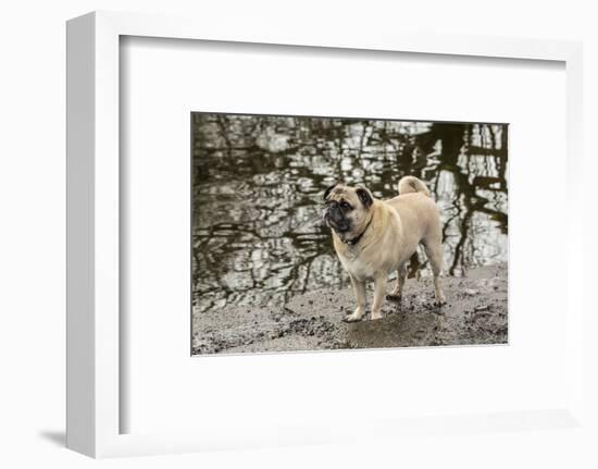 Redmond, WA. Fawn-colored Pug, Buddy, posing by the Sammamish river in Marymoor Park.-Janet Horton-Framed Photographic Print