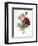 Redoute: Anemone, 1833-Pierre-Joseph Redouté-Framed Premium Giclee Print