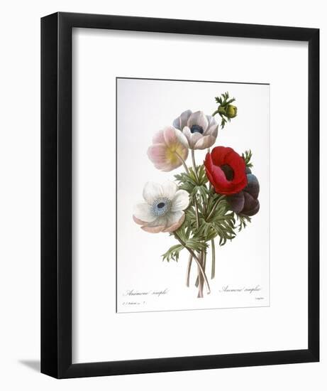 Redoute: Anemone, 1833-Pierre-Joseph Redouté-Framed Premium Giclee Print