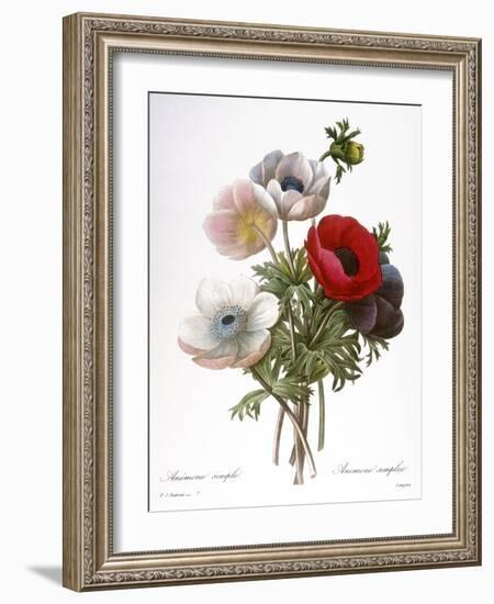 Redoute: Anemone, 1833-Pierre-Joseph Redouté-Framed Giclee Print