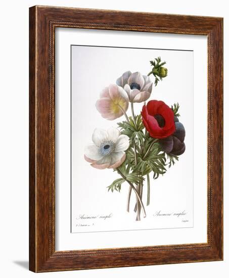 Redoute: Anemone, 1833-Pierre-Joseph Redouté-Framed Giclee Print