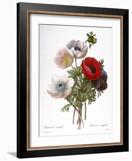 Redoute: Anemone, 1833-Pierre-Joseph Redouté-Framed Giclee Print