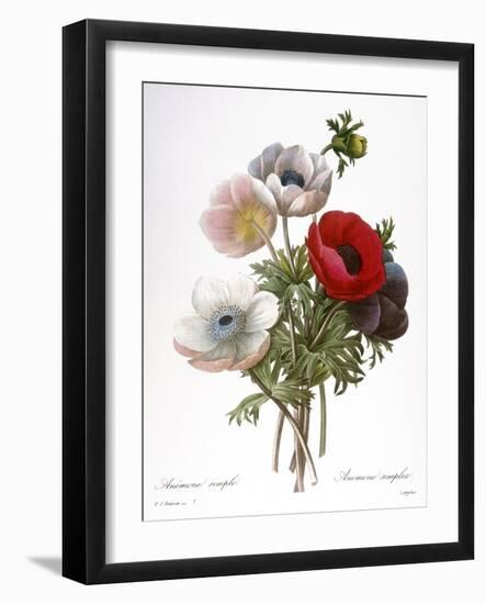 Redoute: Anemone, 1833-Pierre-Joseph Redouté-Framed Giclee Print