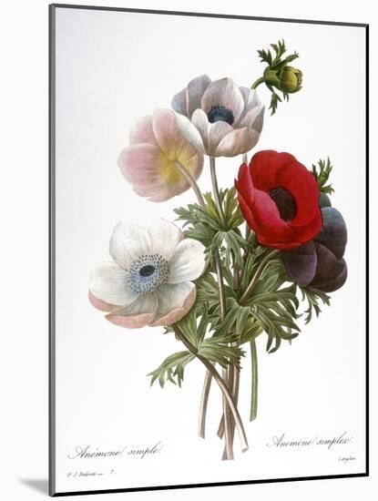 Redoute: Anemone, 1833-Pierre-Joseph Redouté-Mounted Giclee Print