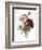 Redoute: Anemone, 1833-Pierre-Joseph Redouté-Framed Giclee Print