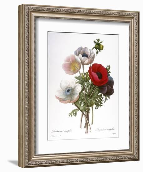 Redoute: Anemone, 1833-Pierre-Joseph Redouté-Framed Giclee Print