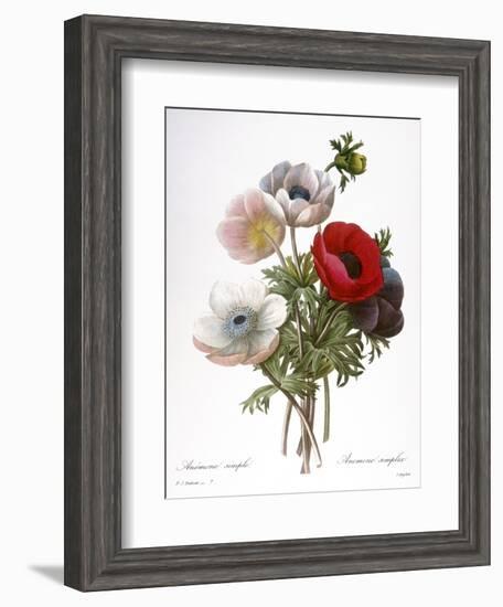 Redoute: Anemone, 1833-Pierre-Joseph Redouté-Framed Giclee Print