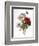 Redoute: Anemone, 1833-Pierre-Joseph Redouté-Framed Giclee Print