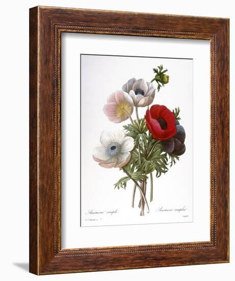 Redoute: Anemone, 1833-Pierre-Joseph Redouté-Framed Giclee Print