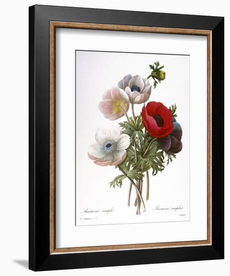 Redoute: Anemone, 1833-Pierre-Joseph Redouté-Framed Giclee Print