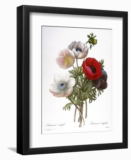 Redoute: Anemone, 1833-Pierre-Joseph Redouté-Framed Giclee Print