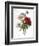 Redoute: Anemone, 1833-Pierre-Joseph Redouté-Framed Giclee Print