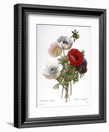 Redoute: Anemone, 1833-Pierre-Joseph Redouté-Framed Giclee Print