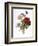 Redoute: Anemone, 1833-Pierre-Joseph Redouté-Framed Giclee Print