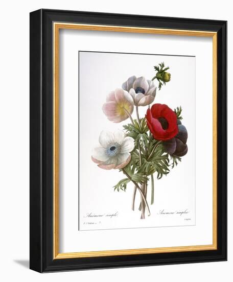 Redoute: Anemone, 1833-Pierre-Joseph Redouté-Framed Giclee Print