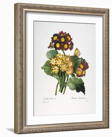 Redoute: Auricula, 1833-Pierre-Joseph Redouté-Framed Giclee Print