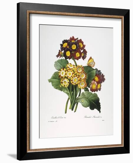 Redoute: Auricula, 1833-Pierre-Joseph Redouté-Framed Giclee Print