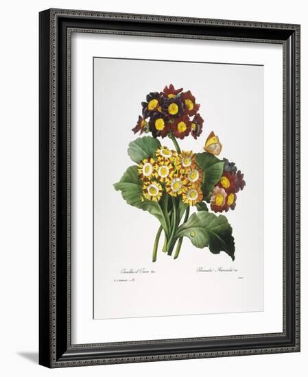 Redoute: Auricula, 1833-Pierre-Joseph Redouté-Framed Giclee Print