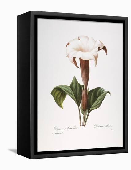 Redoute: Datura, 1833-Pierre-Joseph Redouté-Framed Premier Image Canvas