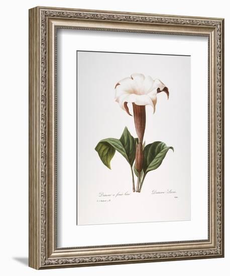 Redoute: Datura, 1833-Pierre-Joseph Redouté-Framed Giclee Print