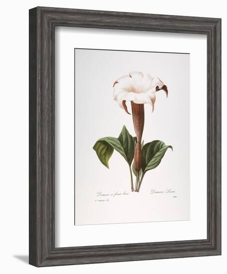 Redoute: Datura, 1833-Pierre-Joseph Redouté-Framed Giclee Print