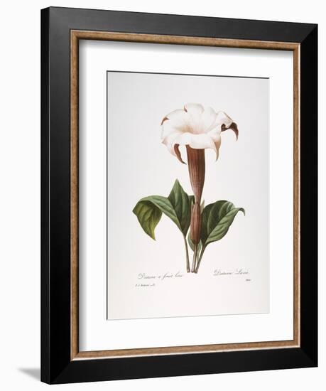 Redoute: Datura, 1833-Pierre-Joseph Redouté-Framed Giclee Print