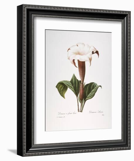 Redoute: Datura, 1833-Pierre-Joseph Redouté-Framed Giclee Print